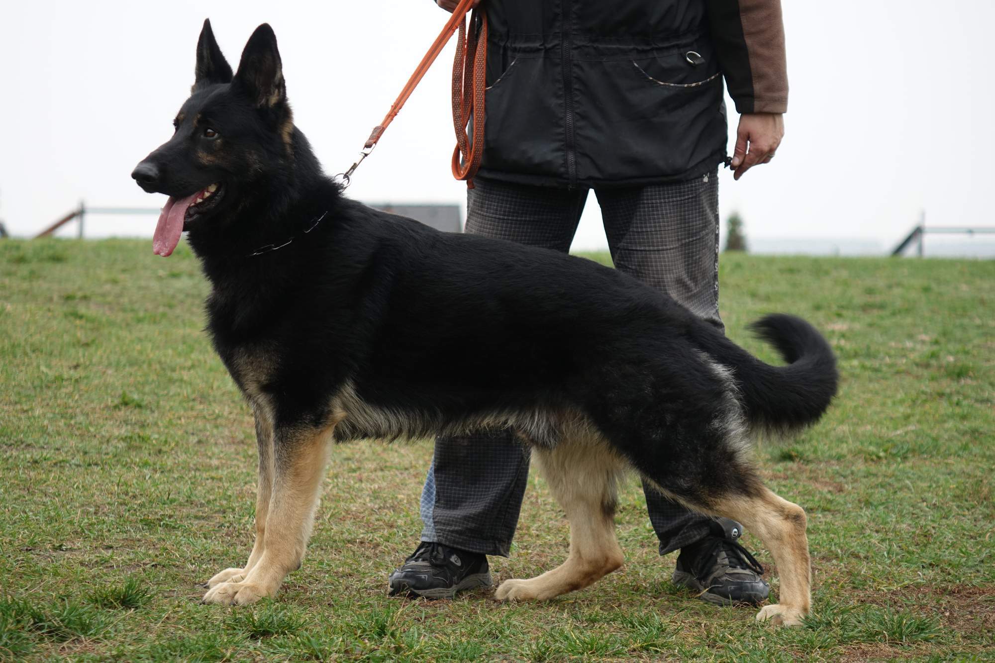 资讯-东德牧羊犬,东德牧羊犬种公,东德牧羊犬种母,ddr