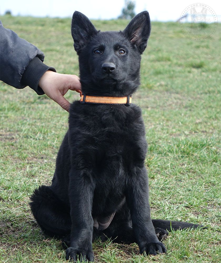 已售幼犬-种犬信息-东德牧羊犬,东德牧羊犬种公,东德牧羊犬种母,东德